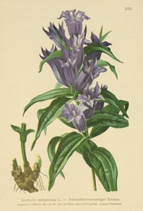 Pilgentiana (Gentiana asclepiadea) av German School