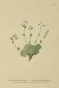Wolley Whitlow-grass (Draba tomentosa) av German School