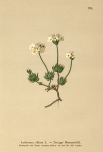 Wolly Rock Jasmine (Androsace villosa) av German School