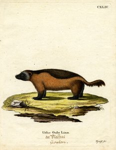 Wolverine (färgad gravyr) av German School