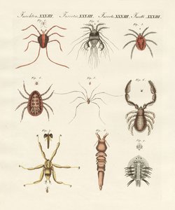 Underbara insekter (färgad gravyr) av German School