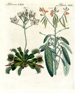Underbara växter (färgad gravyr) av German School