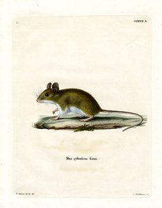 Wood Mouse (färgad gravyr) av German School