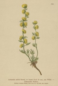 Malört (Artemisia nitida, Artemisia lantana) av German School