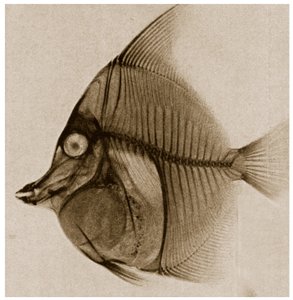 Röntgen av en fisk ca 1890 av German School