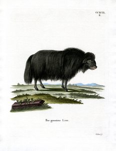 Yak (färgad gravyr) av German School