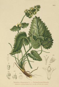 Gul Betony (Betonica Alopecurus, Stachys alopecuros) av German School