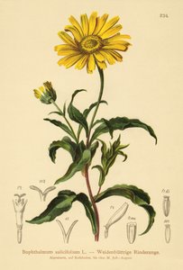 Gult oxöga (Buphthalmum salicifolium) av German School