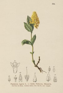 Gul Paederota (Paederota Ageria, Paederota lutea) av German School