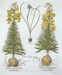 Gul Turkscap lilja med glödlampa och dvärg blåögt gräs, från Hortus Eystettensis, av Basil Besler (1561-1629), pub. 1613 (handfärgad gravyr) av German School