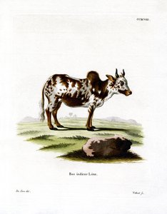 Zebu (färgad gravyr) av German School