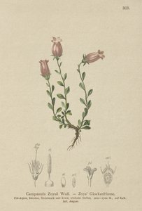 Zois Bellflower (Campanula Zoysii) av German School
