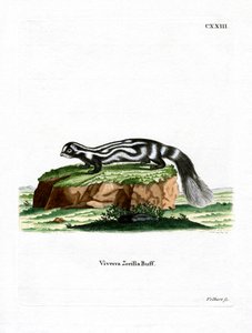 Zorilla (färgad gravyr) av German School
