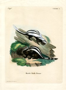 Zorilla (färgad gravyr) av German School