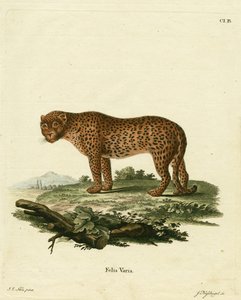 panter (färgad gravyr) av German School