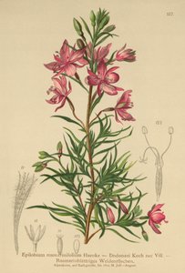 rosmarinbladig pilört (Epilobium rosmarinifolium, Epilobium Dodonaei) av German School