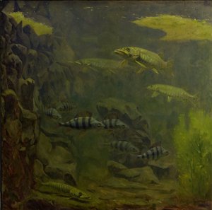 Gädda och abborre i ett akvarium
