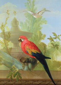 En ara och en duva i en prydnadsträdgård, 1772 av Gerrit van den Heuvel