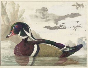 carolina anka av Gerrit van den Heuvel