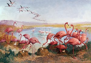 Rosa flamingos