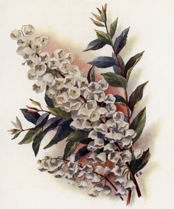 Andromeda Speciosa mot Cassinefolia
