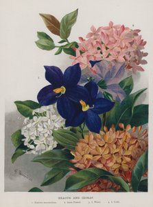 Exacum och Ixoras