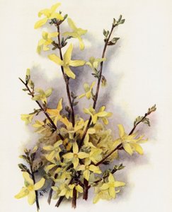 Forsythia upphängd