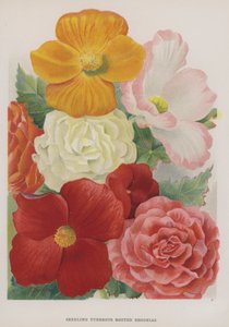 Planta Knölrotade Begonia