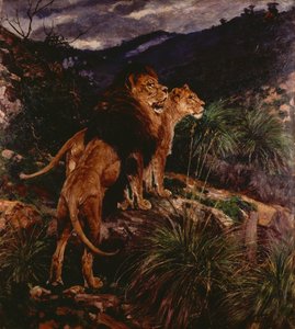 Lions Stalking (olja på duk) av Geza Vastagh