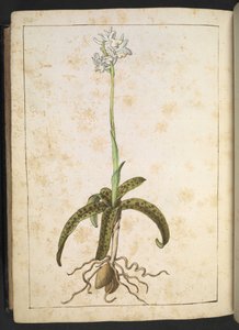En växt med vita kronblad, från "Paintings of Flora of the Roman States" av Gherardo Cibo, Add MS 22333, f173v, c.1564-84 (akvarell & gouache på papper) av Gherardo Cibo