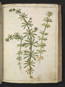 En växt med gröna blad, från "Paintings of Flora of the Roman States" av Gherardo Cibo, Add MS 22333, f125r, c.1564-84 (akvarell & gouache på papper) av Gherardo Cibo