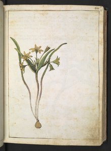 En växt med gula blommor, från "Paintings of Flora of the Roman States" av Gherardo Cibo, Add MS 22333, f036r, c.1564-84 (akvarell & gouache på papper) av Gherardo Cibo