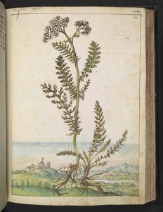 Achillea millefolium: En hög ormbunksväxt med vita blommor, från "Paintings of Flora of the Roman States" av Gherardo Cibo, Add MS 22333, f114r, c.1564-84 (akvarell & gouache på papper)