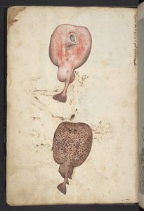 Lägg till MS 22333, Paintings of Flora of the Roman States, c.1564-84 (akvarell & gouache på papper) av Gherardo Cibo