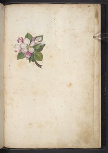 Lägg till MS 22333 f61r, Blossom, från 