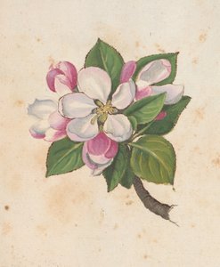 Lägg till MS 22333 f.61r, Blossom, från 