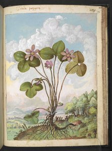 Anemone hepatica: En växt med rosa kronblad, från "Paintings of Flora of the Roman States" av Gherardo Cibo, Add MS 22333, f170r, c.1564-84 (akvarell & gouache på papper) av Gherardo Cibo