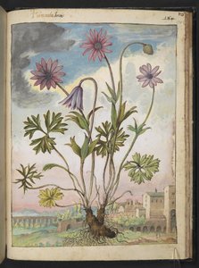 Anemone hortensis, från "Paintings of Flora of the Roman States" av Gherardo Cibo, Add MS 22333, f174r, c.1564-84 (akvarell & gouache på papper) av Gherardo Cibo