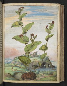 Aristolochia rotunda: En fruktbärande växt, från "Paintings of Flora of the Roman States" av Gherardo Cibo, Add MS 22333, f078r, c.1564-84 (akvarell & gouache på papper) av Gherardo Cibo