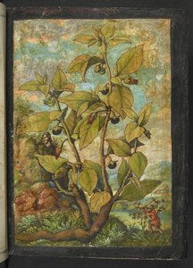 Atropa belladonna eller Atropa bella-donna, från "Paintings of Flora of the Roman States" av Gherardo Cibo, Add MS 22333, f005r, c.1564-84 (akvarell & gouache på papper)