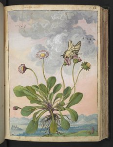 Bellis perennis, från "Paintings of Flora of the Roman States" av Gherardo Cibo, Add MS 22333, f067r, c.1564-84 (akvarell & gouache på papper) av Gherardo Cibo