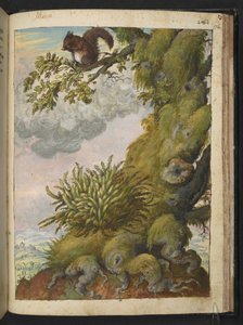 Bryophyte (mossa) och en ekorre som sitter på grenen av ett träd, från "Paintings of Flora of the Roman States" av Gherardo Cibo, Add MS 22333, f172r, c.1564-84 (akvarell & gouache på papper) av Gherardo Cibo