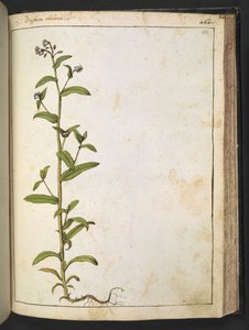 Buglossa, Anchusa azurea (Loddon Royalist), från "Paintings of Flora of the Roman States" av Gherardo Cibo, Add MS 22333, f153r, c.1564-84 (akvarell & gouache på papper) av Gherardo Cibo