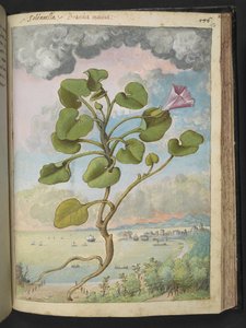 Calystegia soldanella, från "Paintings of Flora of the Roman States" av Gherardo Cibo, Add MS 22333, f150r, c.1564-84 (akvarell & gouache på papper) av Gherardo Cibo
