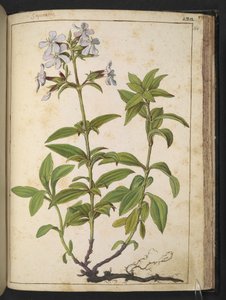 Caryophyllaceae (Tvålört): ett släkte av blommande växter i den rosa familjen, från "Paintings of Flora of the Roman States" av Gherardo Cibo, Add MS 22333, f164r, c.1564-84 (akvarell & gouache på papper) av Gherardo Cibo