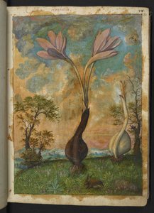 Colchicum autumnale, från "Paintings of Flora of the Roman States" av Gherardo Cibo, Add MS 22333, f022r, c.1564-84 (akvarell & gouache på papper) av Gherardo Cibo