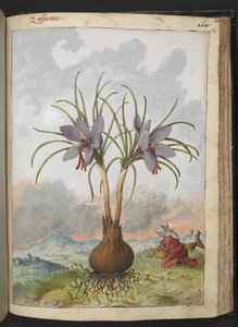 Crocus sativus (saffran), från "Paintings of Flora of the Roman States" av Gherardo Cibo, Add MS 22333, f160r, c.1564-84 (akvarell & gouache på papper) av Gherardo Cibo