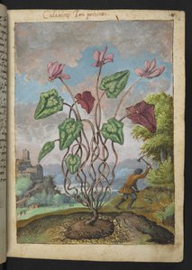 Cyclamen hederifolium, från "Paintings of Flora of the Roman States" av Gherardo Cibo, Add MS 22333, f012r, c.1564-84 (akvarell & gouache på papper) av Gherardo Cibo