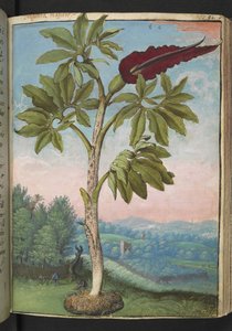 Dracunculus vulgaris, från "Paintings of Flora of the Roman States" av Gherardo Cibo, Add MS 22333, f054r, c.1564-84 (akvarell & gouache på papper) av Gherardo Cibo
