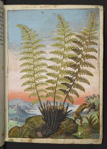 Dryopteris filix mas: En ormbunke, från "Paintings of Flora of the Roman States" av Gherardo Cibo, Add MS 22333, f019r, c.1564-84 (akvarell & gouache på papper) av Gherardo Cibo